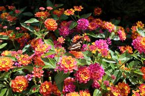 Flowers Butterfly Bright