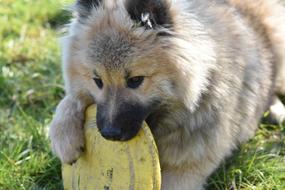 fluffy dog with a yellow plate