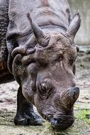 rhinoceros drinking grass water