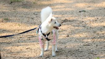 white dog on the ground