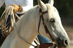 white horse on a tightrope