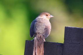 tail bird on the fence