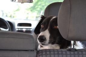a dog with a black face and a white nose