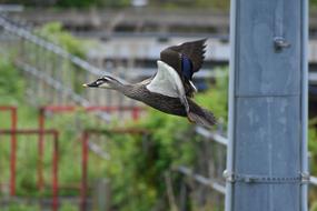ptzia the duck soaring through the sky