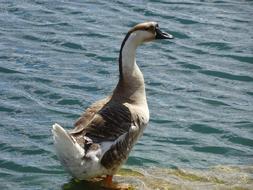 duck on the water beach