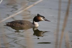 quick duck water view