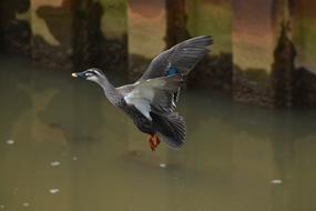 black duck over water
