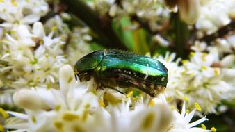 shiny beetle on white flowers