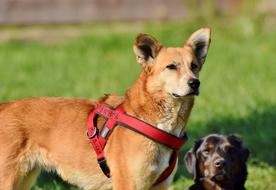 red dog in green grass