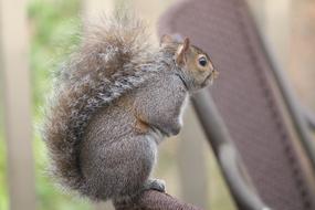 brown squirrel in the wild
