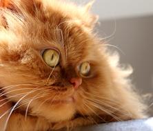 ginger funny fluffy cat with big eyes