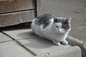 white cat with gray spots