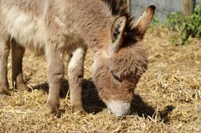 donkey eats dry grass