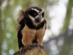 fluffy owl on a log