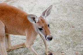 kangaroo on a walk