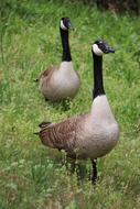 two ducks in a green field
