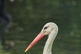 white pelican with red beaks