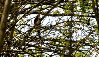 bird with trees and leaves