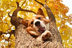 fluffy dog in the trees