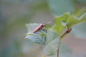 beetle in a green leafy branch