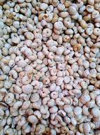 lots of seashells