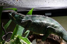 green iguana at the zoo