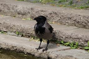 black crow on the stairs