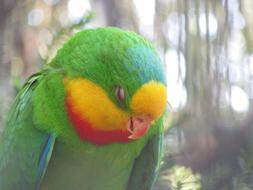 colored head parrot species