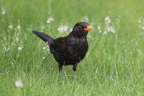 a blackbird in the green grass of the lugm