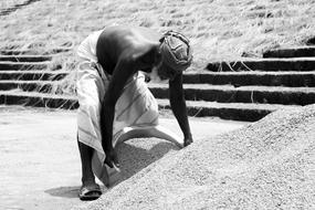 man near a rice crop