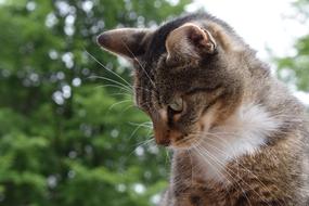 a beautiful unusual cat