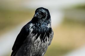 The black crow is a big beautiful