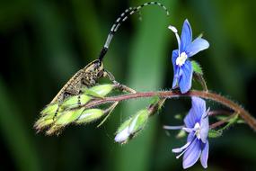 blue flowers on a stem view