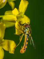 green background with yellow flowers and insect