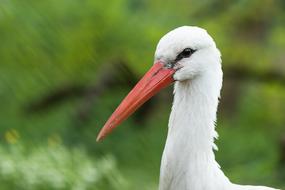 white stork on a green background