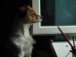white dog with a red head