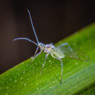 an insect with long legs