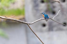 blue bird with a yellow pattern on the branch