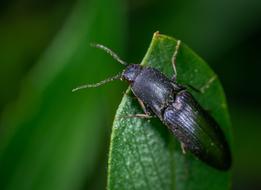 big black beetle on green foliage