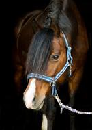 brown horse on a leash