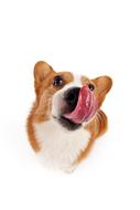 big dog with a tongue