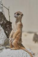 the meerkat is standing there sweetly