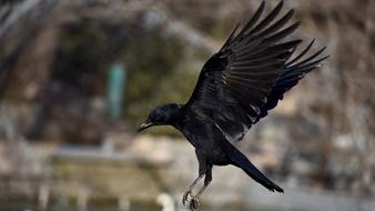 black soaring crow
