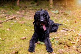 black dog with tongue