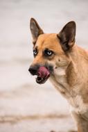 wild big dog species