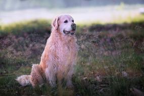 big old dog
