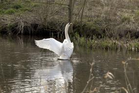 white swan in the swamp