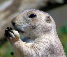 meerkat face paws
