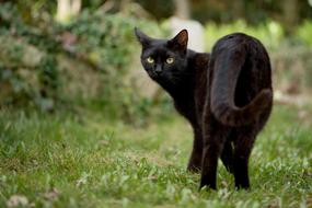 a black cat walking alone
