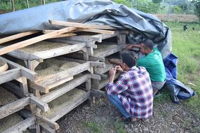 Coffee bean processing at the farm